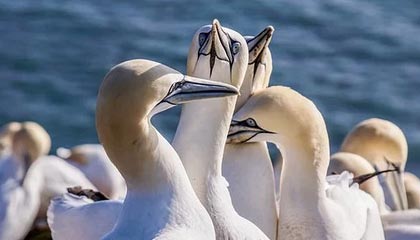 kaiyun登录入口-电竞行业的知识产权保护，打击盗版持续升级，电竞侵权